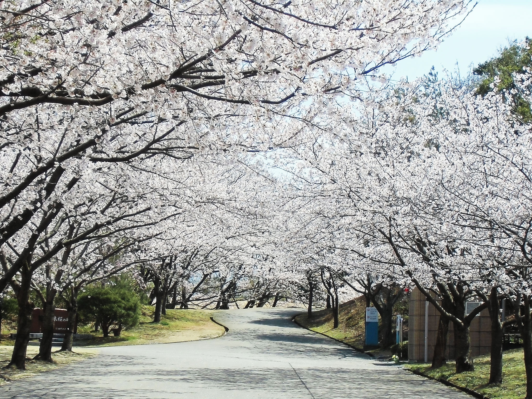 桜並木